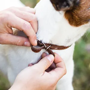 Pet Collars & Harnesses